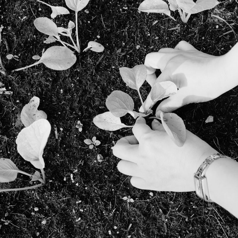 Close-up of hands planting seedlings in soil